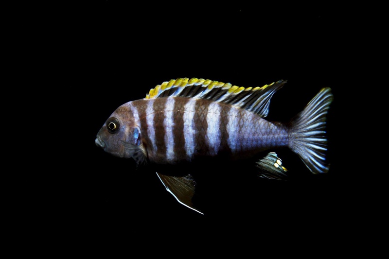 Cynotilapia zebroides 'Hai (Chimate) Reef'